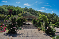 Villa Talamo_rose garden13052017