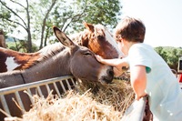 Child + donkey + Apache farm Large