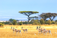The South Africa Safari